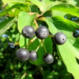 1609F 165 Spree und Havel